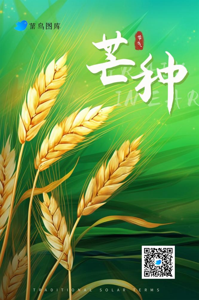 芒种节气金黄小麦海报(2000x3000)psd模版下载
