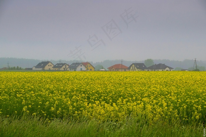 油菜花田园风光图片