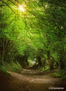 绿色盎然树林风景图片