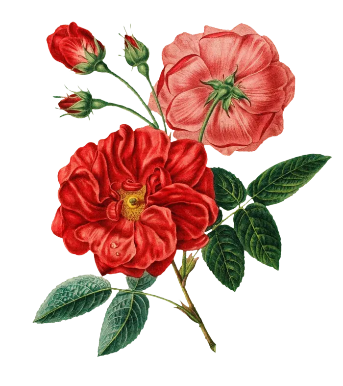 复古手绘植物花卉插画 免抠