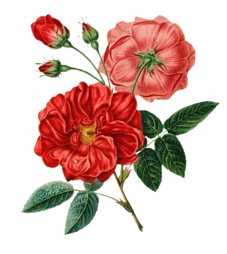 复古手绘植物花卉插画 免抠