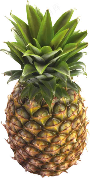 PNG 菠萝 