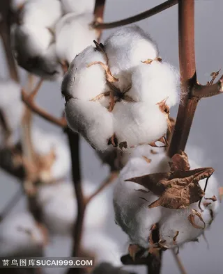 白色棉花的图片下载