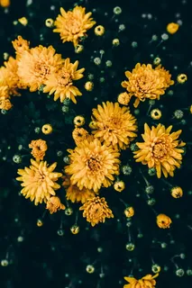 秋天黄色菊花图片 秋天黄色菊花图片