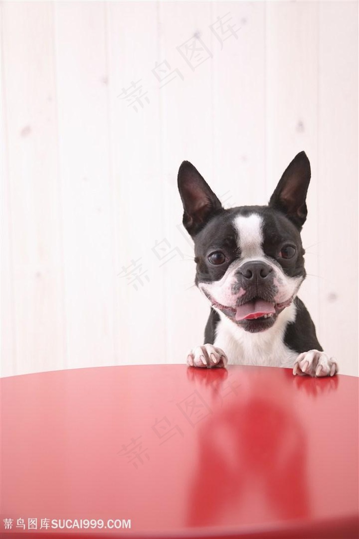 高清趴桌子边缘的斗牛犬狗狗图片