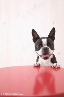 高清趴桌子边缘的斗牛犬狗狗图片 高清趴桌子边缘的斗牛犬狗狗图片