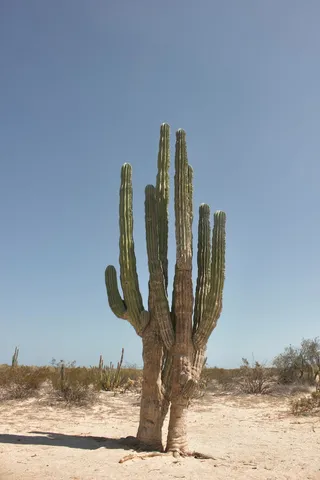 绿色仙人掌仙人球摄影素材