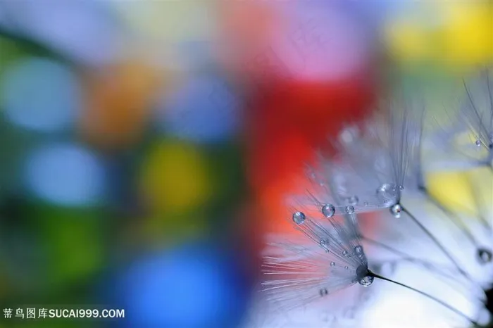 高清唯美蒲公英鲜花背景图片