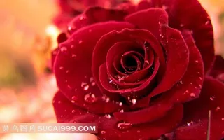 露珠玫瑰花图片