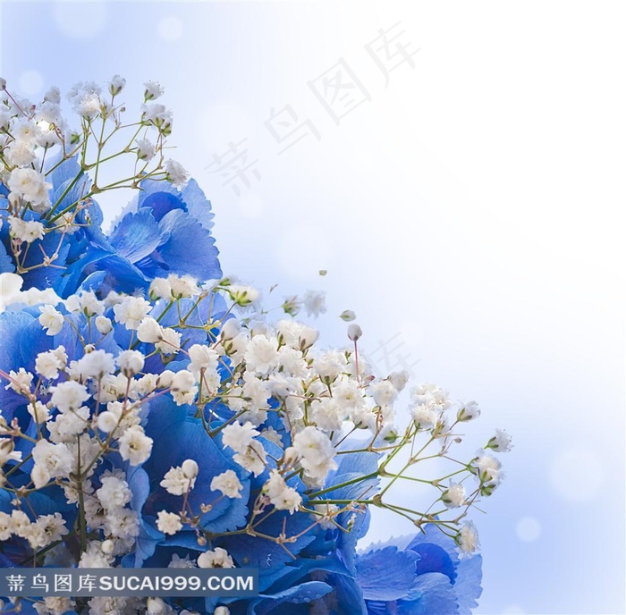 蓝色高清花卉素材