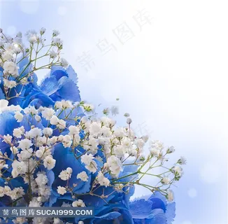 蓝色高清花卉素材
