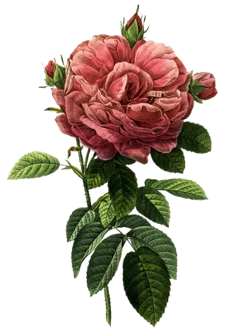 复古手绘植物花卉玫瑰花PNG免扣图案高清图片PS设计素材图