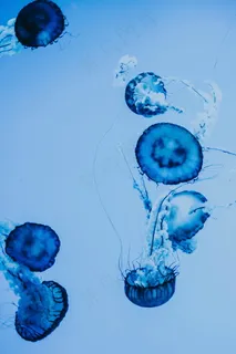 蓝色桃花水母图片 蓝色桃花水母图片