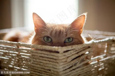篮子里的小猫咪眼睛图片