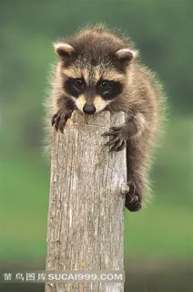 木桩上趴着的浣熊摄影高清图片