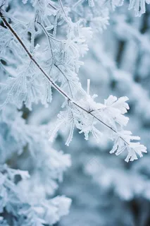 冬天下雪雾凇树枝风景摄影图