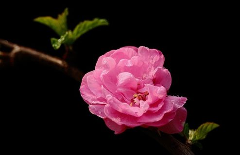 鲜花梅花素材图片