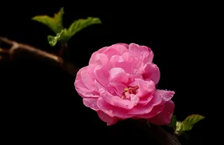 鲜花梅花素材图片