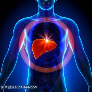 人体医学透视素材