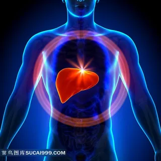 人体医学透视素材