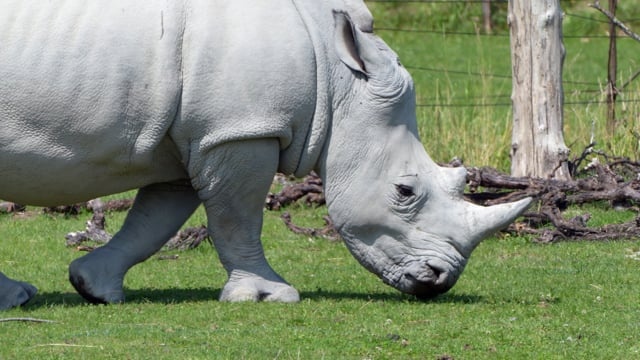 犀牛, 喇叭, 厚皮动物, 灰色的, 萨凡纳, 苹果浏览器
