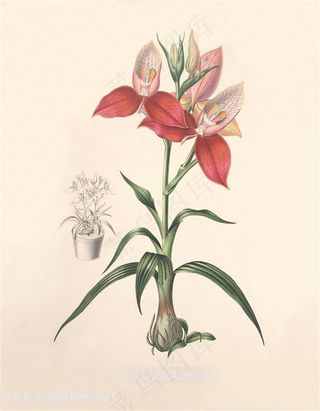 高清兰花复古装饰画插画