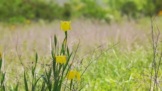 虹膜, 黄色的花, 蜜蜂, 花朵, 黄色, 植物, 自然