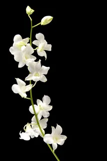 黑色背景白色兰花特写摄影高清图片