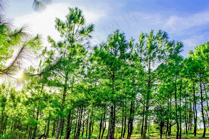 绿色树林图片