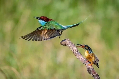 高清飞鸟图片 高清飞鸟图片