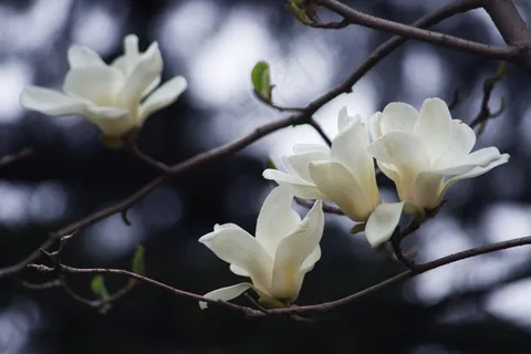 白色玉兰花图片下载 白色玉兰花图片下载