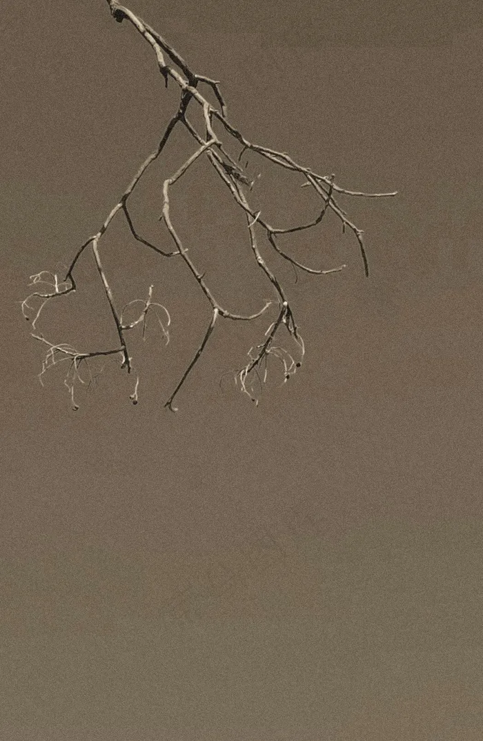 灰色枯木风格