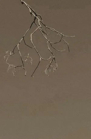 灰色枯木风格
