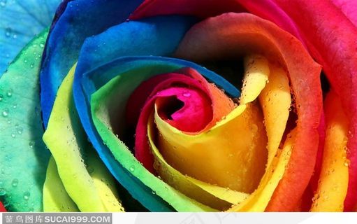 五彩玫瑰花高清图片背景底纹综合素材高清图片