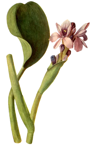 复古手绘植物花卉玫瑰花PNG免扣图案高清图片PS设计素材图