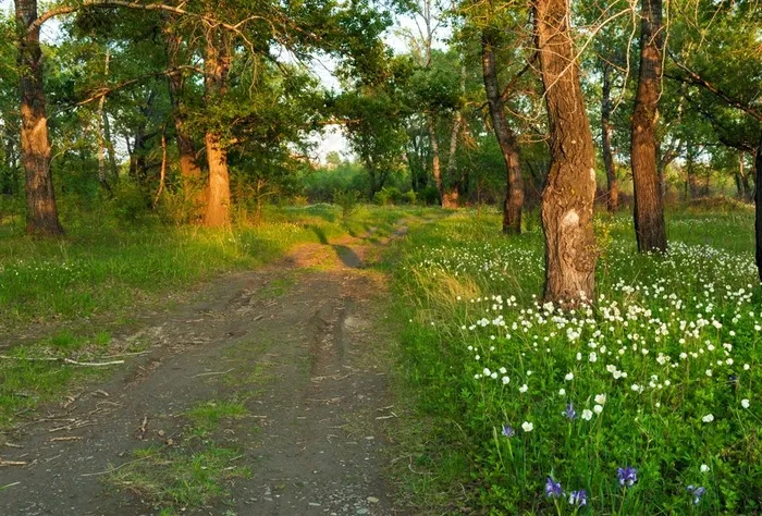 美国加州森林路径风景素材