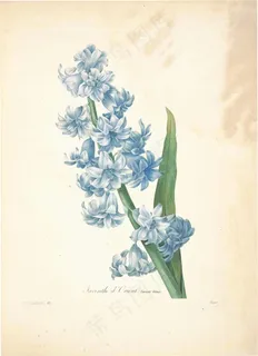 复古手绘兰花卉图片高清