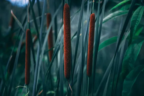 香蒲草花穗特写图片 香蒲草花穗特写图片