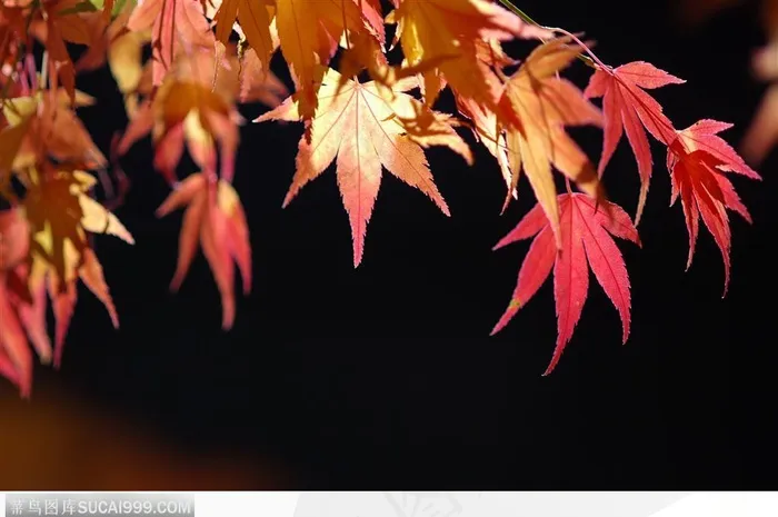 枫叶美景-漂亮的微红枫叶