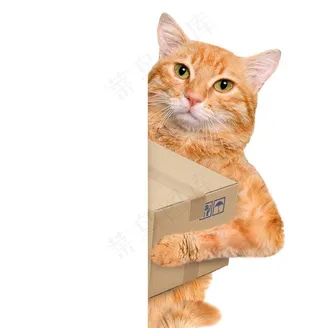 送快递的花猫咪图片