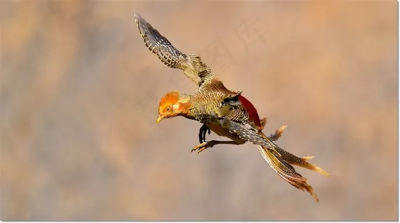 美丽的红腹锦鸡摄影素材