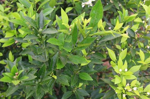 绿色的小清新柑橘树大图