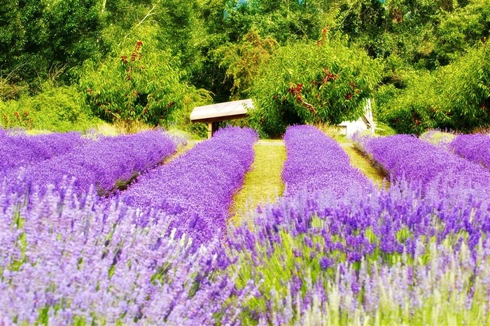 森林里薰衣草花海鲜花图片