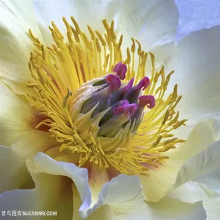超高清芍药花蕊微距摄影图片 超高清芍药花蕊微距摄影图片