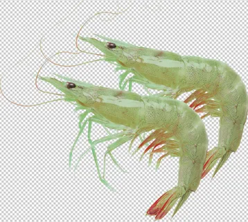对虾免扣素材