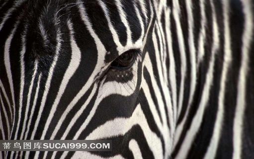 斑马的眼睛和条纹