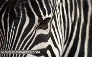 斑马的眼睛和条纹