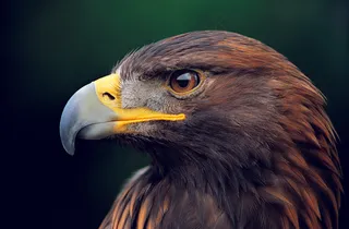 老鹰头部特写图片