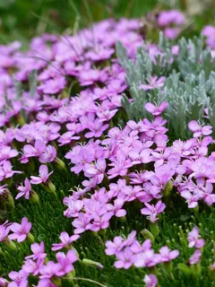 水仙花花丛图片 水仙花花丛图片