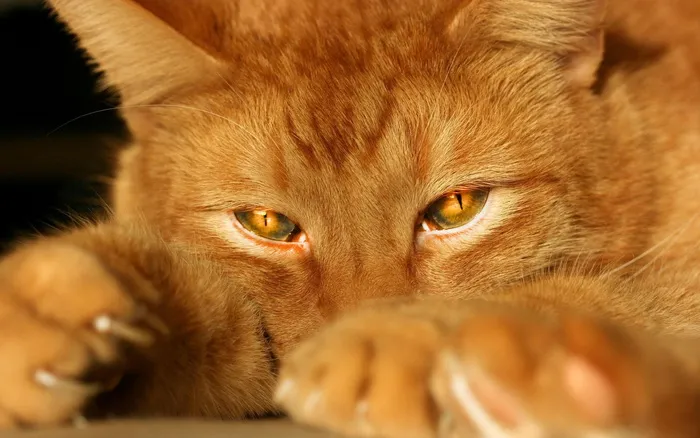 黄猫很懒 